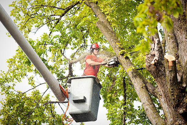 The Steps Involved in Our Tree Care Process in Henderson, GA